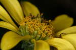Smooth oxeye